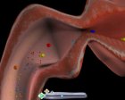 Simulation of duodenum, chemical digestion